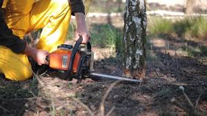 Center Hill, FL Tree Removal and Landscaping Services Company